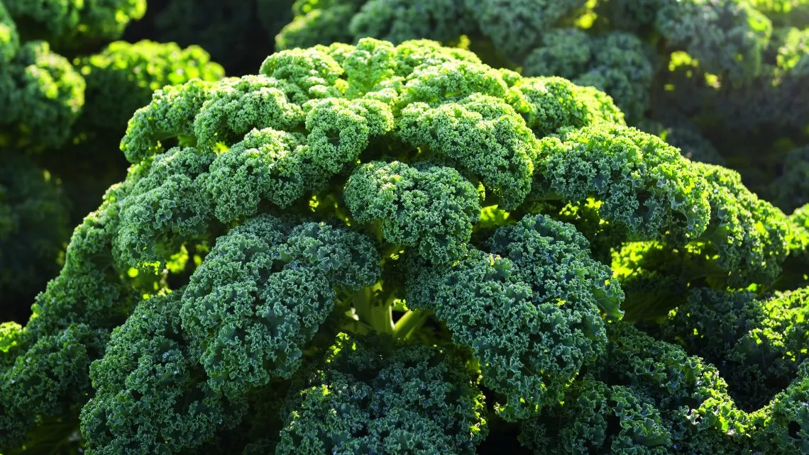 Kale: el vegetal de moda - Essential Diet